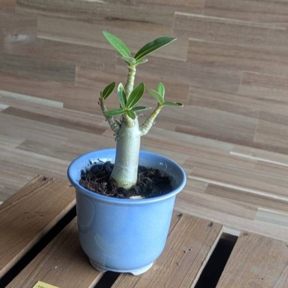 楽天市場】コーデックス アデニウム アラビカム 太幹タコ足 5号鉢