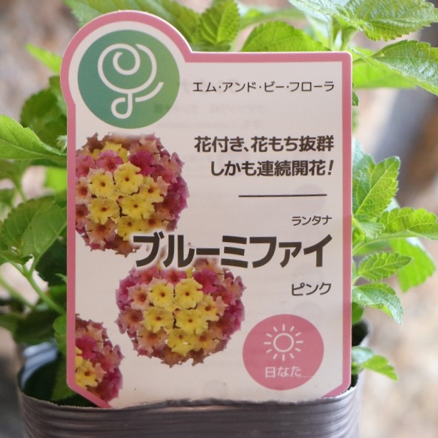 楽天市場】カリフォルニアカラー トーキョー 3.5号ロングポット