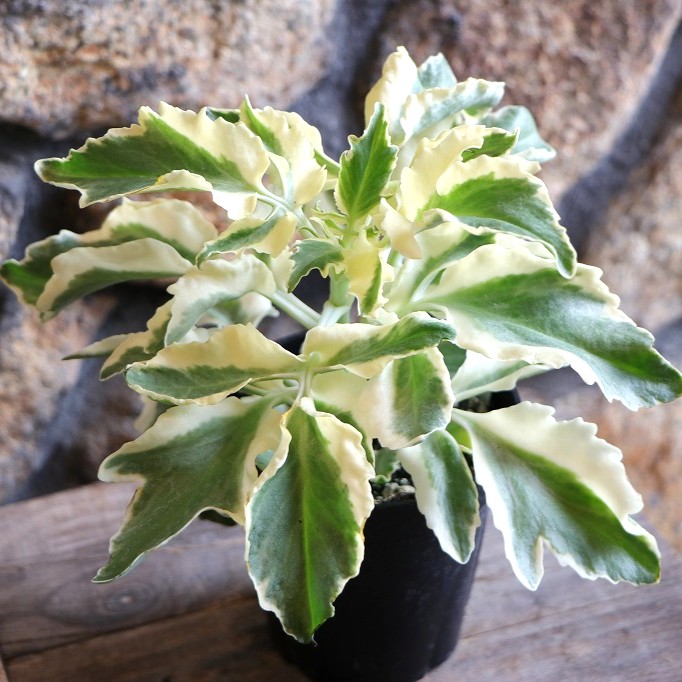 楽天市場】斑入り ヘンリーヅタ バリエガータ 2.5〜3号ポット苗 寄せ