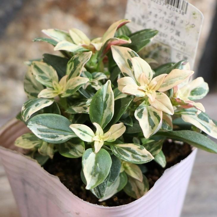 楽天市場】斑入り ヘンリーヅタ バリエガータ 2.5〜3号ポット苗 寄せ