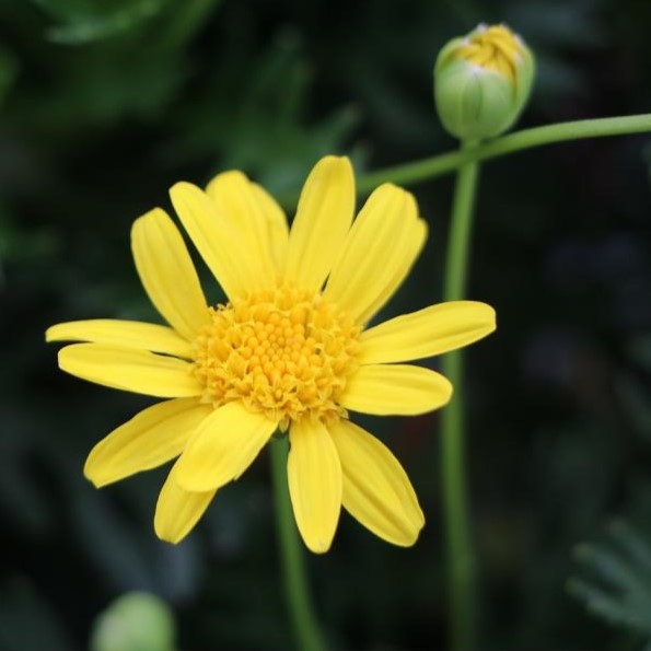 楽天市場】ユリオプスデージー ボビー 3号ポット苗 花壇 鉢植え お洒落 オシャレ 冬の花 春の花 花 カラーリーフ : グリーンプラザ山長 楽天市場店