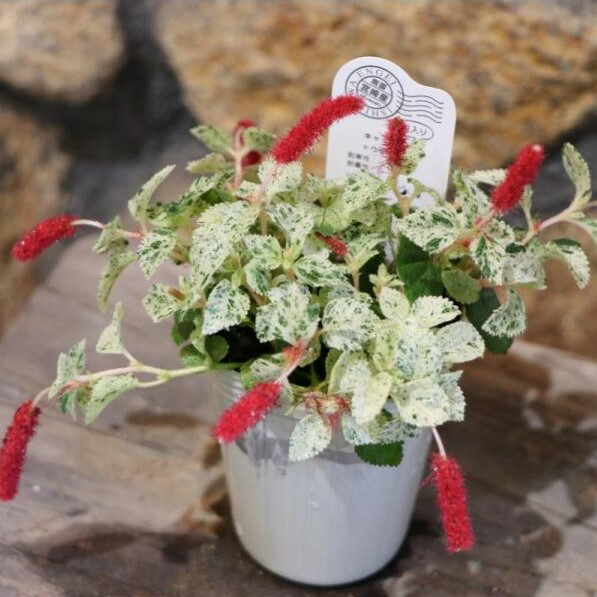 楽天市場】斑入り ヘンリーヅタ バリエガータ 2.5〜3号ポット苗 寄せ