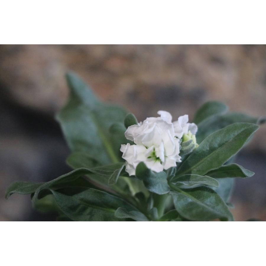 八重咲きストック ハイダブルホワイト 3 5号ポット苗 寄せ植え 花壇 八重咲き 豪華 ストック ホワイト カラフル 花 冬の寄せ植え 白い花 安心の定価販売