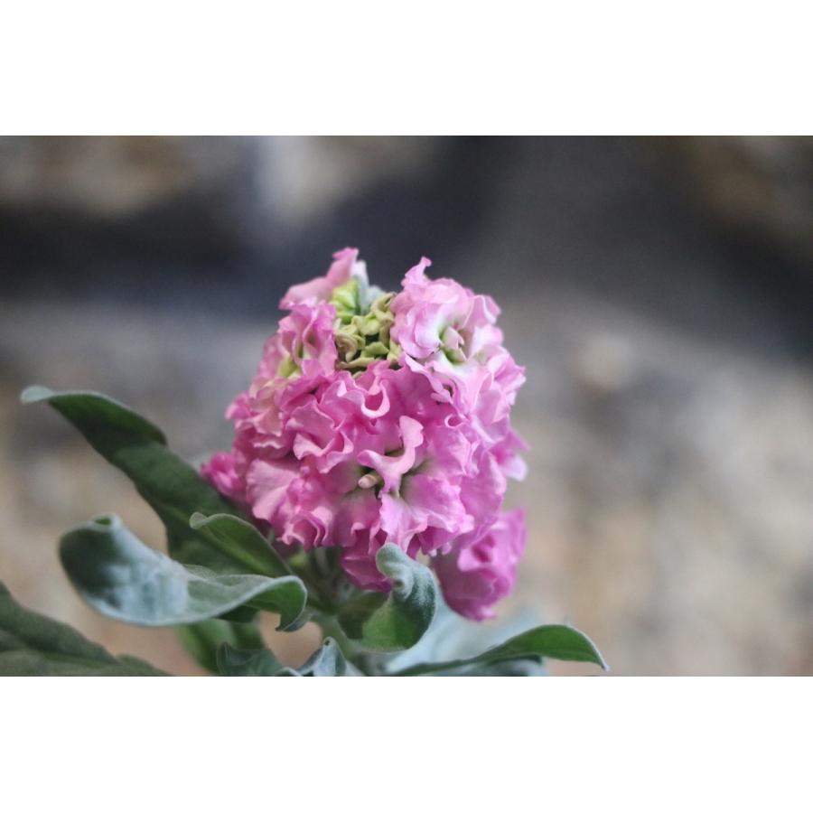 八重咲きストック ピンク 3 5号ポット苗 寄せ植え 花壇 八重咲き 豪華 ストック カラフル 花 冬の寄せ植え ピンクの花 高価値