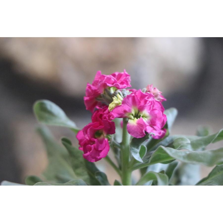 八重咲きストック ローズ 3 5号ポット苗 寄せ植え 花壇 八重咲き 豪華 ストック カラフル 花 冬の寄せ植え ピンクの花 人気沸騰ブラドン