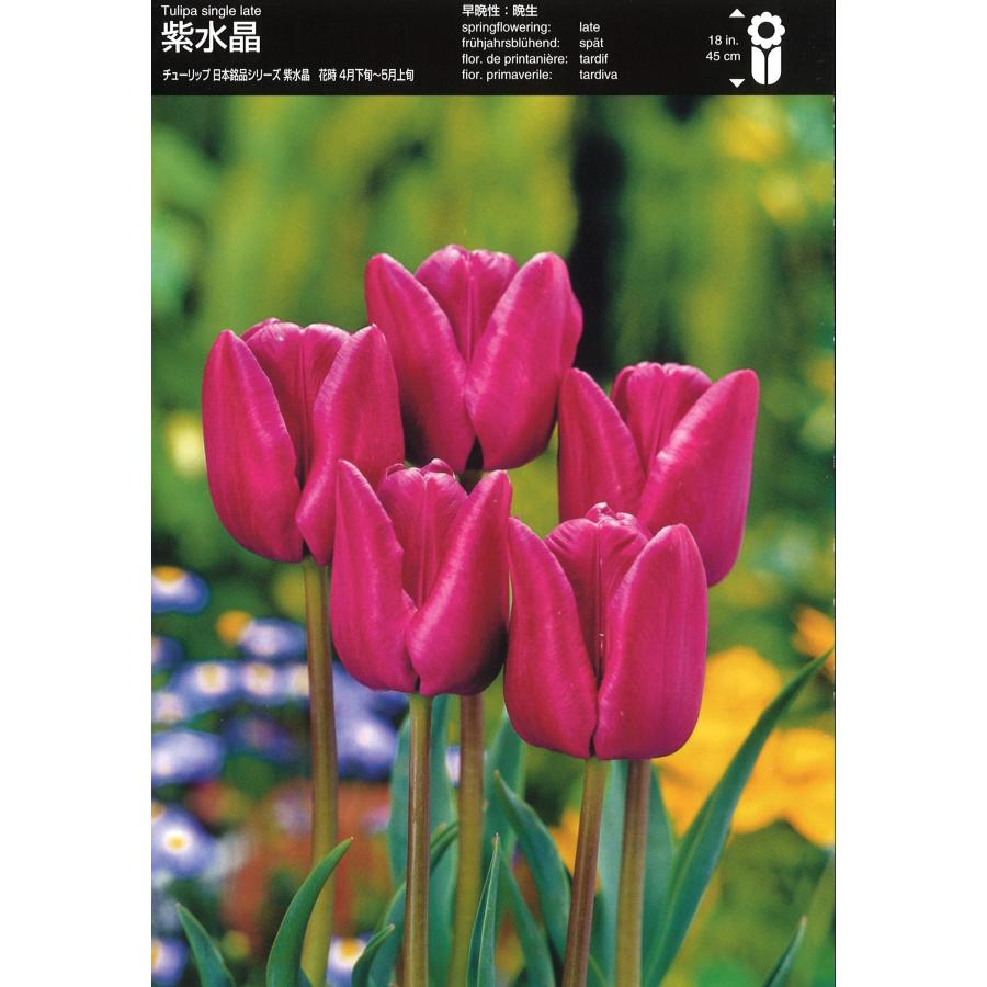 希少廃盤★ホアキンベラオ ダブル チューリップ ラリエット imgrc0101361138.jpg