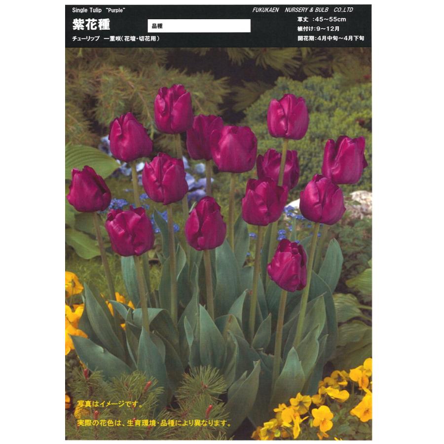 楽天市場】【球根・バラ球】 八重咲きチューリップ ダブルアーリー咲き