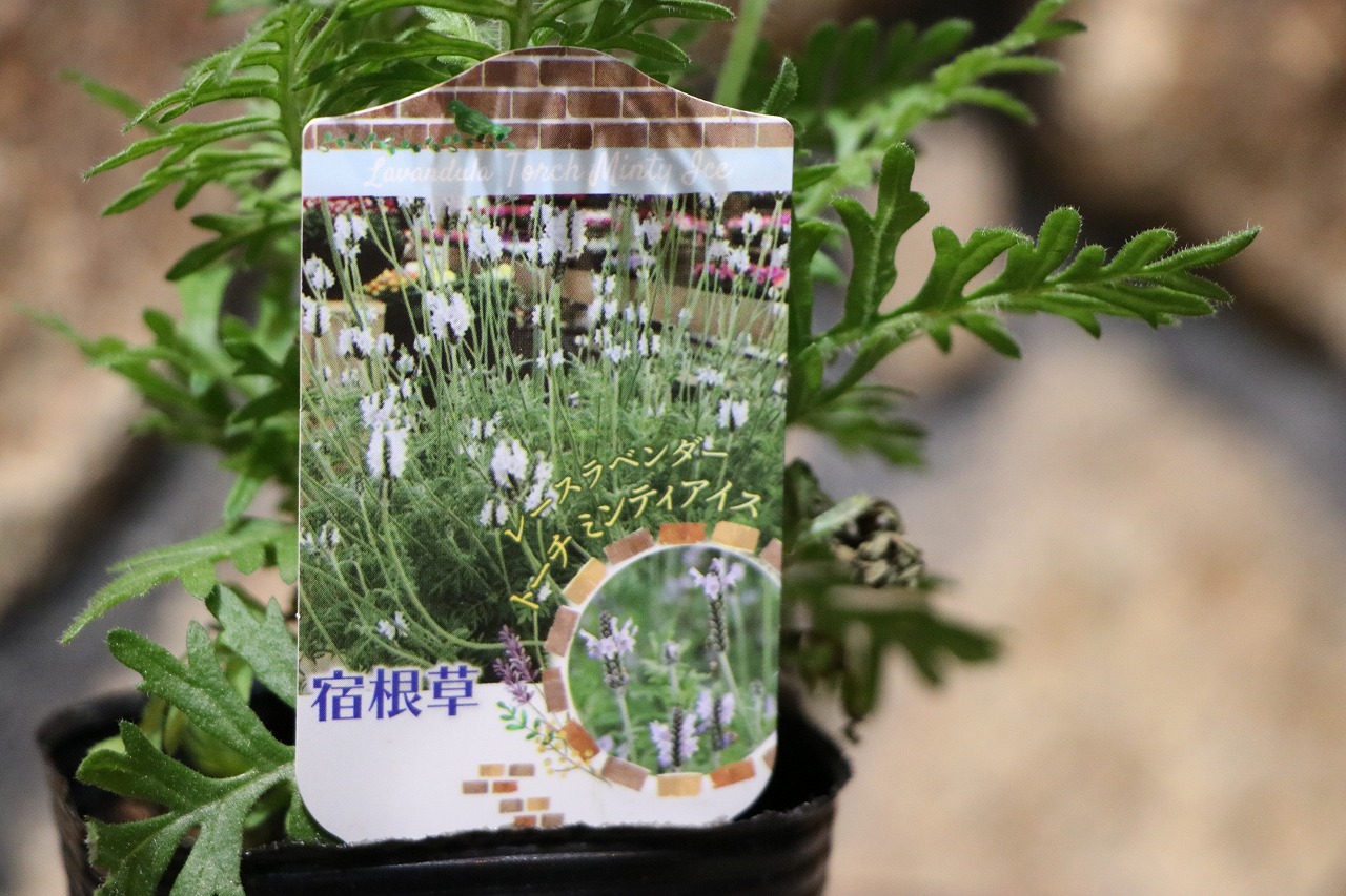 S5♥神戸べっぴんさん 夢紡ぎ♥超超大人気♥花苗ポットごと発送