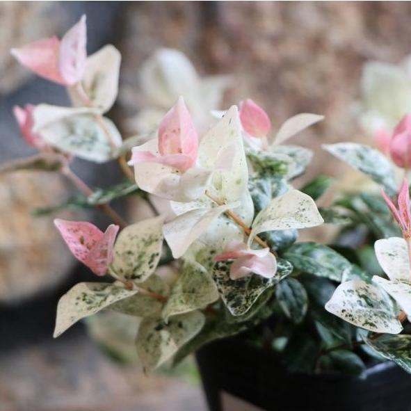 楽天市場】斑入り 白花ポリゴナム ティホン 2.5〜3号ポット苗