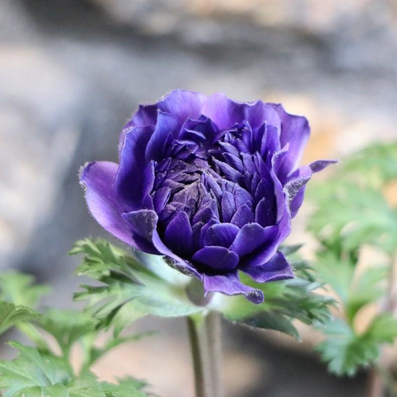 楽天市場】アネモネ ポルトシリーズ 八重 ダブル 3.5号（直径10.5cm