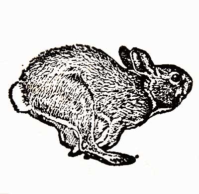 楽天市場 ラバースタンプ とび跳ねるウサギ 木の持ち手 ウッドマウント 輸入スタンプ アートスタンプ ゴム印 スタンプ グレイスワーク