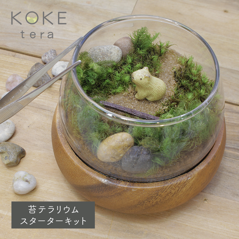 苔テラリウム 手作り キット カピバラ【夏 梅雨 父の日 グッズ おうち時間 プレゼント ドライフラワー かすみ草 ハンドメイド インテリア 雑貨 男性 ヒノキゴケ タマゴケ 初心者 苔リウム