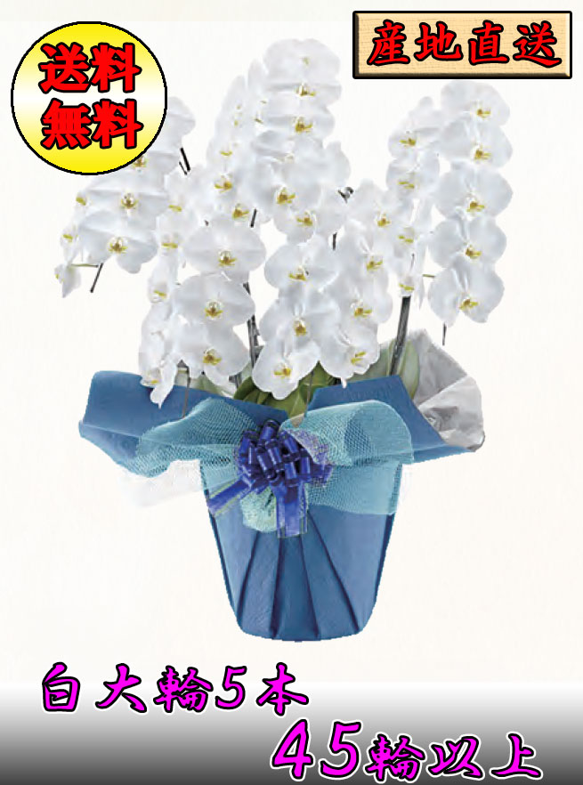 胡蝶蘭 白大輪 5本立ち 45輪以上(つぼみ込み) 産地直送 お祝い プレゼント ギフト 開業 開業 移転 受賞 昇進 就任 贈り物 周年 送料無料|GradoMondoPlus店