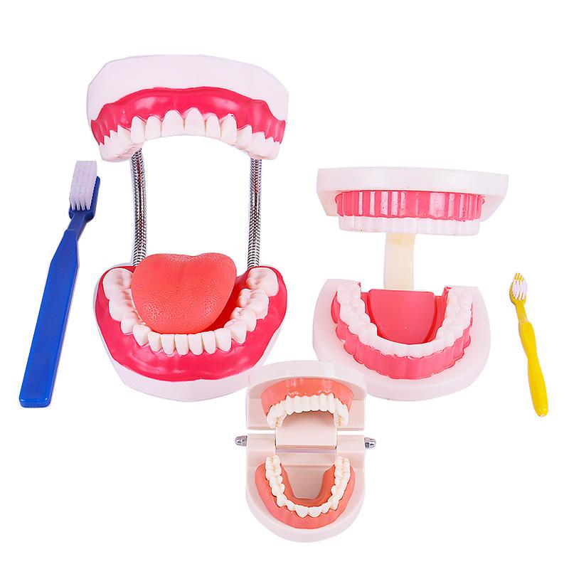 NISSIN DENTAL MODEL 可動式上下顎模型 NISSIN DENTAL MODEL ニッシン 顎模型 NISSIN ニッシン 顎模型