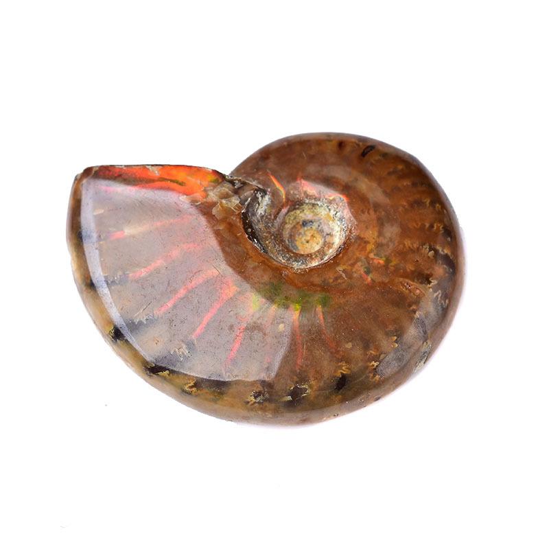 希少‼︎モロッコ産 アンモナイト オルソセラス 3億7千年前 化石