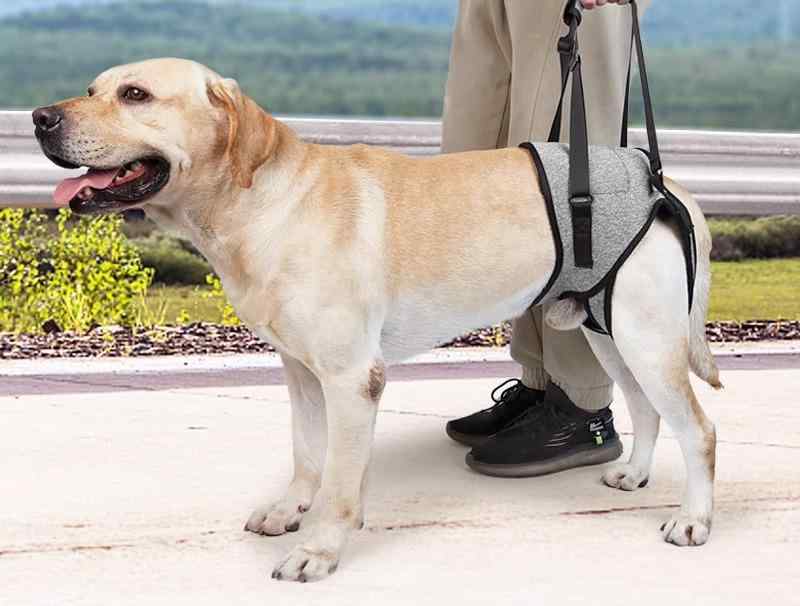 抱っこひも 犬 中型犬 大型犬 ペットキャリー 後ろ足 歩行補助 ハーネス 介護 リハビリ ケガ 怪我 病気 障害 サポート 散歩 リード グレー