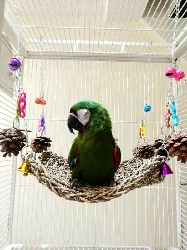 インコ オウム おもちゃ ブランコ 鳥グッズ 鳥かご 玩具 遊具 ペットグッズ 鳥 草編み 吊り床 はしご ネット ベージュ