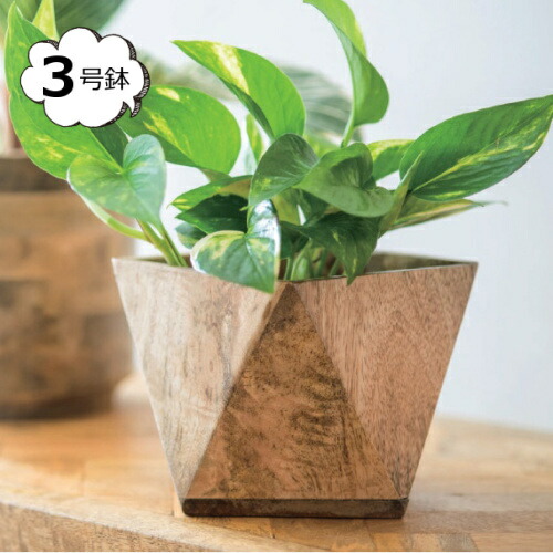 楽天市場】【特典付き】 鉢カバー パイルポットカバー S 3号鉢用 鉢に