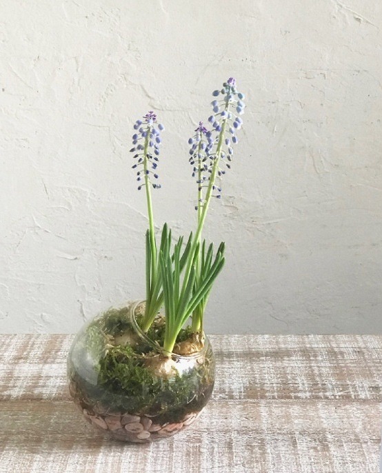 激安 激安特価 送料無料 フラワーベース 水栽培ガラスベース クリア ラウンドドーム Bulb Vase Kegy4080 器 鉢 水栽培 フラワーポット 花瓶 球根 ヒヤシンス ガーデニング おしゃれ かわいい レトロ Cmdb Md 激安 激安特価 送料無料 フラワーベース 水栽培ガラスベース クリア ラウンドドーム Bulb Vase Kegy4080 器 鉢 水栽培 フラワーポット 花瓶 球根 ヒヤシンス ガーデニング おしゃれ かわいい レトロ Cmdb Md