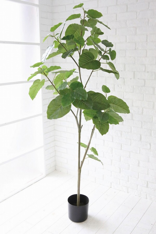 ウンベラータ 造花 イミテーション コベントガーデン Covent Garden Op 30 フェイクグリーン 観葉植物 人工観葉植物 インテリアグリーン 86 Off