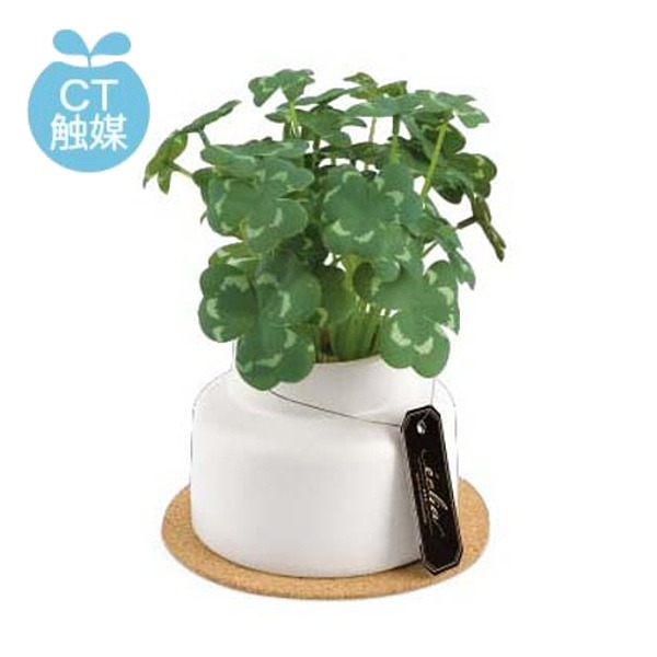 たか 楽天市場】クローバー 観葉植物 造花 インテリア CT触媒 ミニ