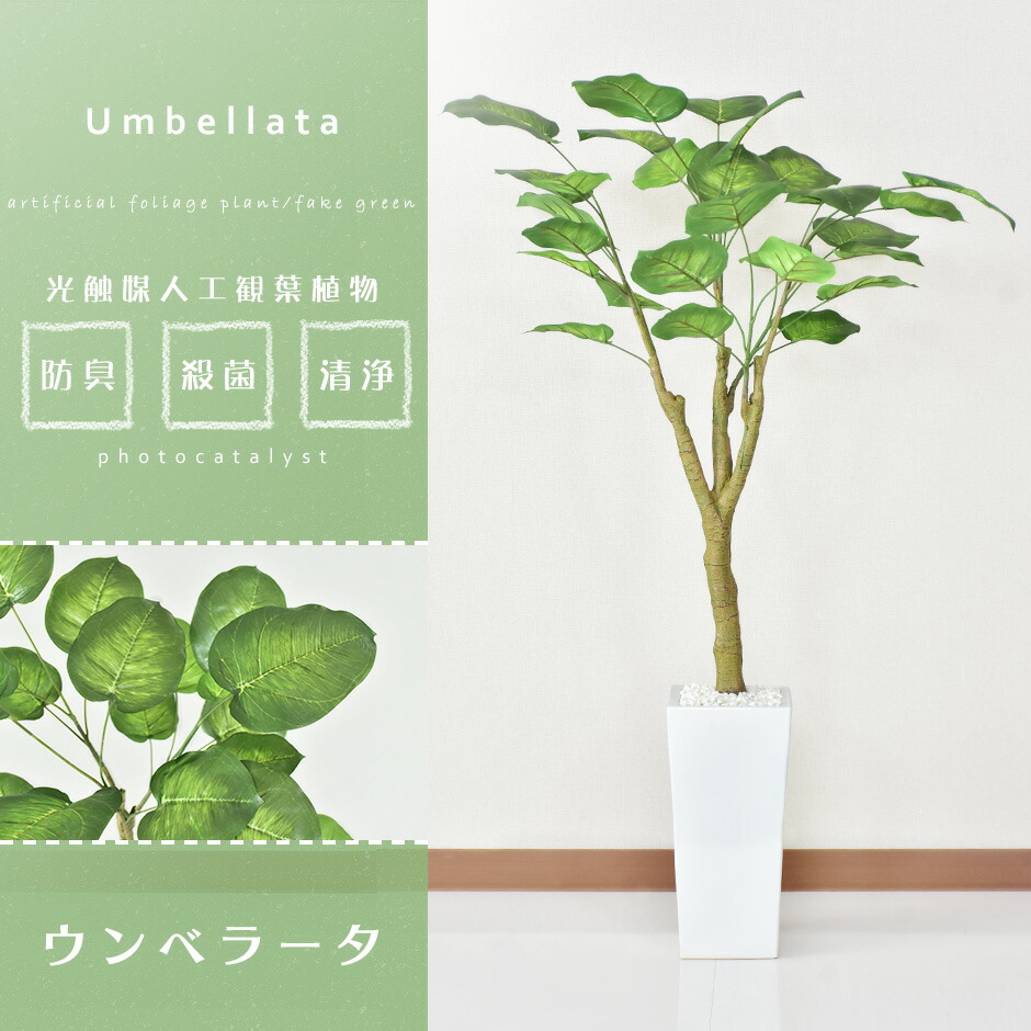 造花 室内 水やり不要 ウンベラータ 光触媒 人工観葉植物 インテリアグリーン 造花 おしゃれ 人工観葉植物 ウンベラータ 水やり不要 人工観葉植物 光触媒 インテリアグリーン 観葉植物 ウンベラータ 水やり不要 インテリアグリーン 観葉植物 造花ウンベラータ 送料無料 造花 室内 水やり不要 ウンベラータ 光触媒 人工観葉植物 インテリアグリーン 造花 おしゃれ 人工観葉植物 ウンベラータ 水やり不要 人工観葉植物 光触媒 インテリアグリーン 観葉植物 ウンベラータ 水やり不要 インテリアグリーン 観葉植物 造花ウンベラータ 送料無料