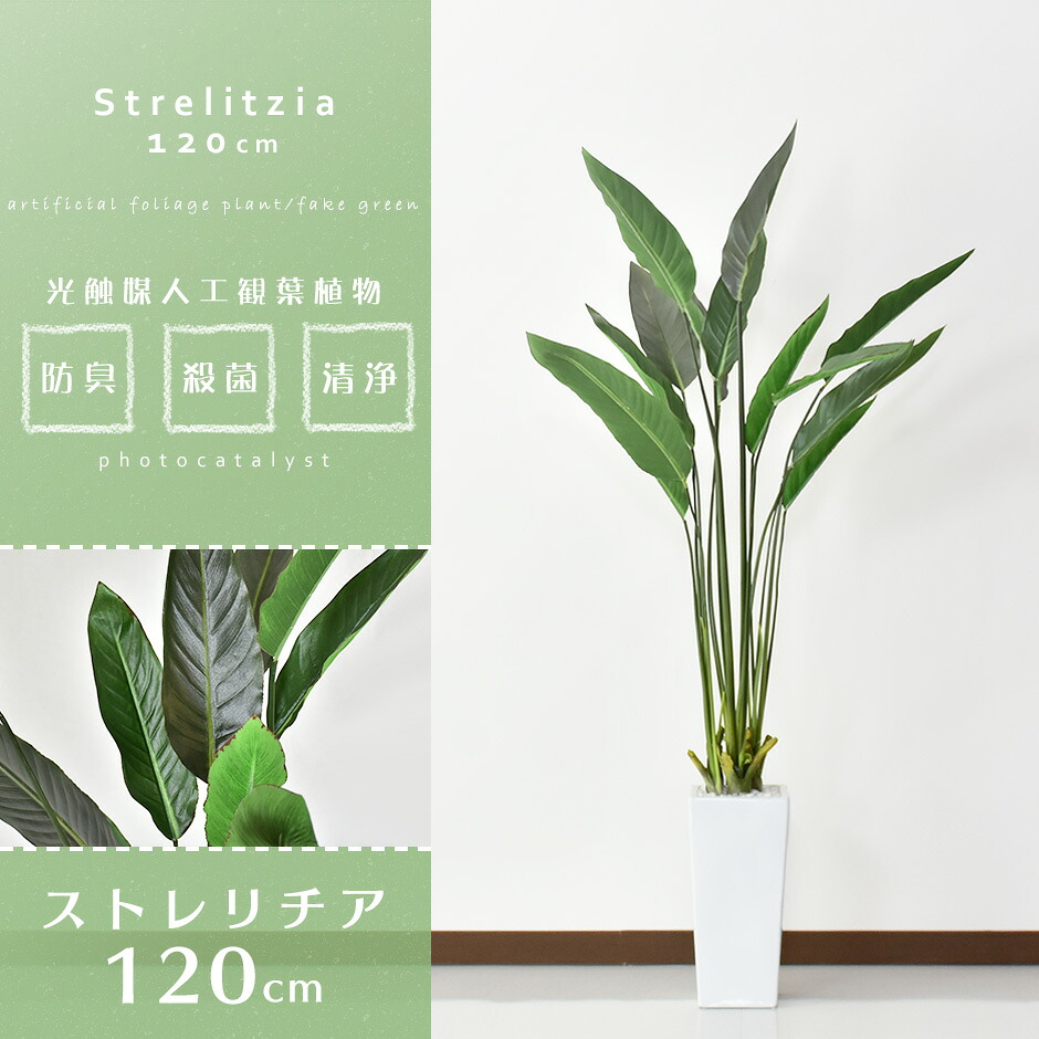 おしゃれ 時 送料無料 造花 家具通販 ストレリチア1cm 水やり不要 22時 一部地域除く 椅子 ストレリチア1cm 7 4 人工観葉植物 7 4 クーポン オフ 新生活応援 Grazia室内 造花 高さ1 光触媒 観葉植物 インテリアグリーン 人工観葉植物 ストレリチア
