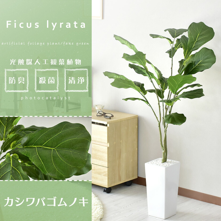 61 Off 人工観葉植物 フェイクグリーン 観葉植物 ゴムノキ インテリアグリーン 造花 光触媒 5号 鉢 水やり不要 インテリア お祝い 誕生日 父 母 男性 女性 お礼 贈り物 プレゼント カシワバゴムノキ Tonna Com