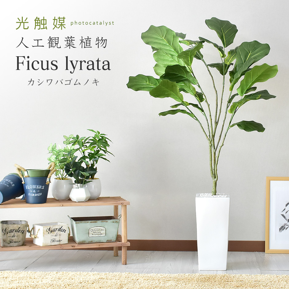 人工観葉植物 フェイクグリーン 観葉植物 ゴムノキ インテリアグリーン 造花 光触媒 5号 鉢 水