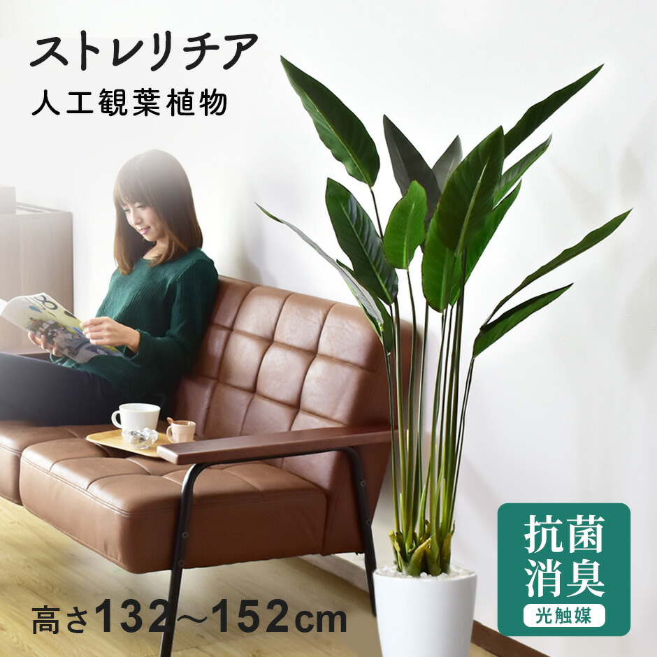 楽天市場】【クーポン10%off 2/9 26時まで】 人工観葉植物 お手入れ