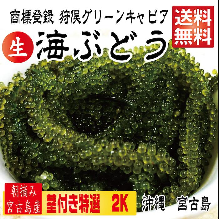 楽天市場 茎付き 2キロ 250g 8箱 250gにタレ2p 登録商標 海ぶどう 茎付き 2キロ 沖縄 宮古島 海ぶどう 直送 池間島 登録商標 送料無料 2kg 2k プレゼント うみぶどう 海葡萄 沖縄 宮古島の青と心