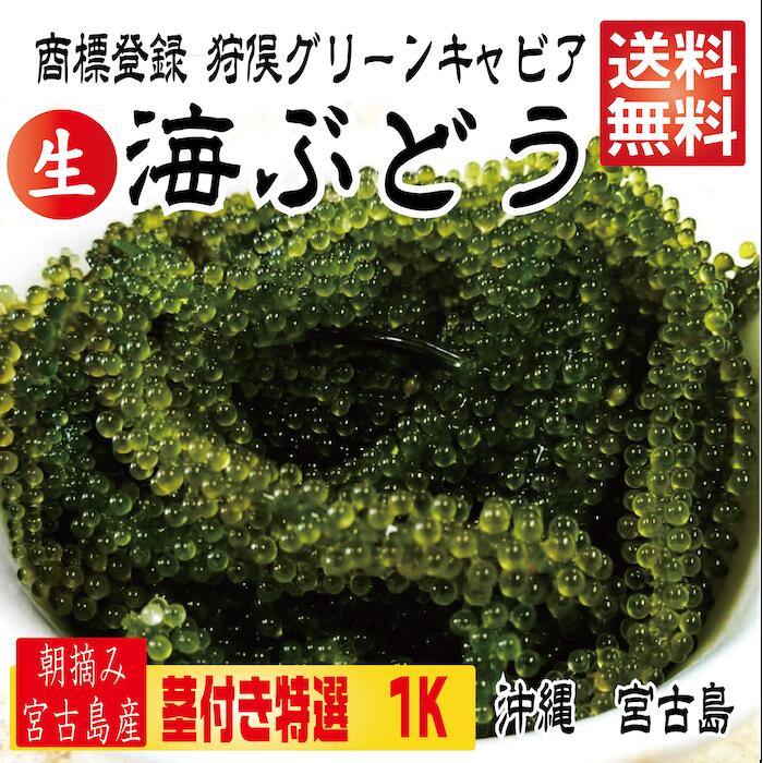 楽天市場】【茎付き 1.5キロ】250g×6箱 250gにタレ2P 登録商標 海