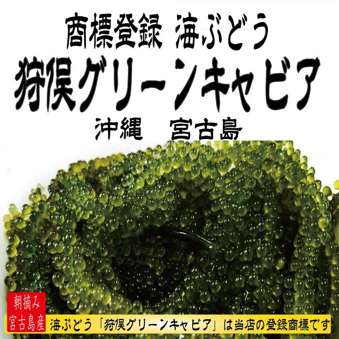 楽天市場 茎付き 2キロ 250g 8箱 250gにタレ2p 登録商標 海ぶどう 茎付き 2キロ 沖縄 宮古島 海ぶどう 直送 池間島 登録商標 送料無料 2kg 2k プレゼント うみぶどう 海葡萄 沖縄 宮古島の青と心