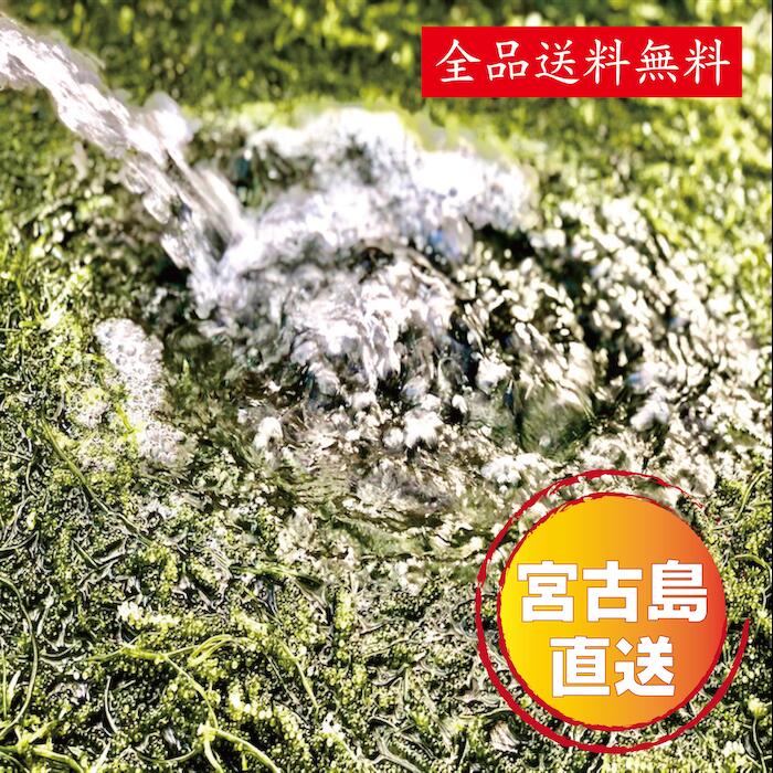 楽天市場 寒さに弱い為 北海道 東北地方4月末日まで出荷中止しています 茎付き 1キロ 250g 4箱 250gにタレ2p 登録商標 海ぶどう 茎付き 1キロ 沖縄 宮古島 海ぶどう 直送 池間島 登録商標 送料無料 うみぶどう 海葡萄 1kg 1k 沖縄 宮古島の青と心