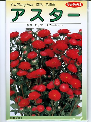 楽天市場 アスターの種 サカタのタネ 松本クリアスカーレットサカタのタネのアスター種子です 種のことならグリーンデポ ｇｒｅｅｎ ｄｅｐｏｔ