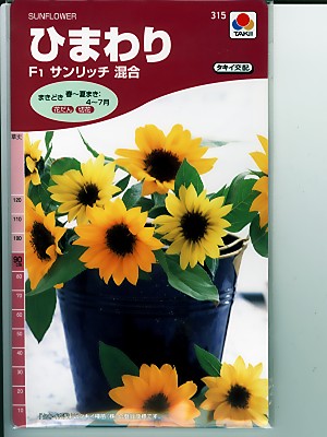 楽天市場】ヒマワリ サカタのタネ ミニヒマワリ小夏 サカタの