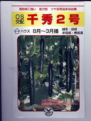 黄瓜種 ＯＳ掛け合わせ 千秀２号 埼玉原種の黄瓜亜種です。