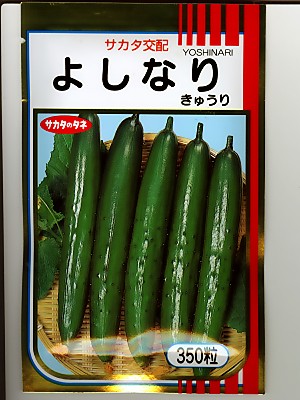 胡瓜 サカタ掛け合わせ・・・よしなり・・・＜サカタのタネの胡瓜内果皮です。種の物ごとなら緑であることデポ＞
