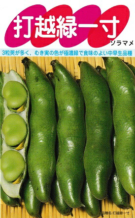 楽天市場】千倉一寸そらまめ 渡辺農事のそら豆品種です。種の