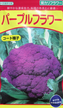 カリフラワー　パープルフラワー 種子 5ml 楽天市場】カリフラワー パープルフラワー 5ml(およそ660粒) (株