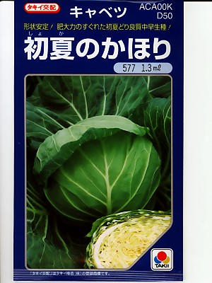 初夏のかほり　＜タキイ交配のキャベツ種子です。＞