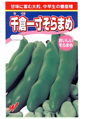 ぴる　無農薬　そら豆の種　初姫　800粒＋おまけ付き(264g) 楽天市場】ソラマメ 珍しい赤そら豆！ 初姫 みかど協和の蚕豆種