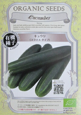 有機キュウリ　鮮緑キュウリ　有機栽培　有機種子　自然栽培　キュウリ　抜き苗　2つ 有機キュウリ鮮緑キュウリ有機栽培有機種子自然栽培キュウリ抜き