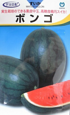 楽天市場】小玉西瓜種 宇治交配 姫甘泉ブラックすいか 丸種株式会社の
