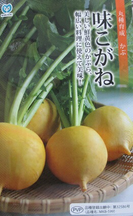 楽天市場】金美プラス みかど協和の人参品種です。 : GREEN