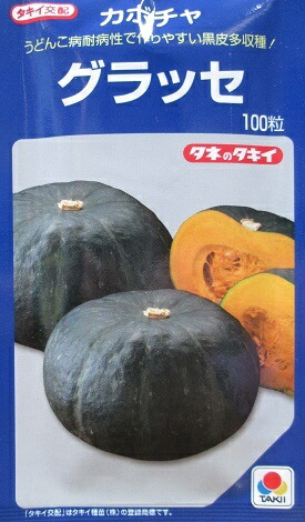 タキイ交配　グラッセ　カボチャ　５００粒入り　タキイ種苗のカボチャ品種