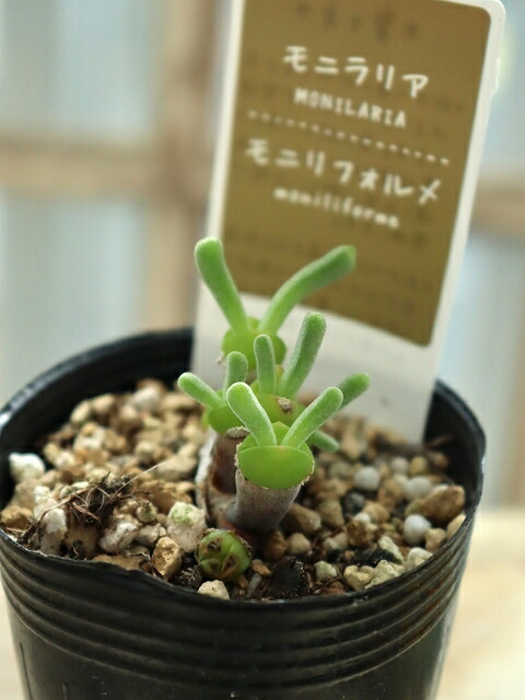 楽天市場】多肉植物 caモニラリア モニリフォルミス 実生苗 多肉植物