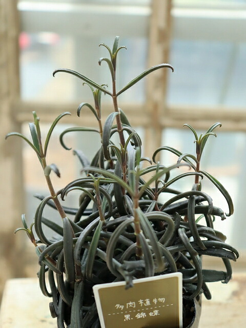 楽天市場】おしゃれ 観葉植物：カランコエ ボーベルディ*黒錦蝶 コク