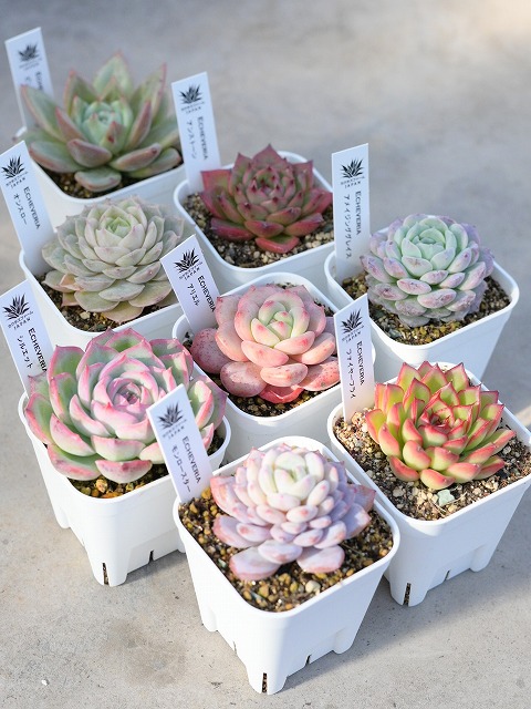 楽天市場】多肉植物【ピーチプリデ】(多肉 植物 販売)多肉 苗 寄せ植え