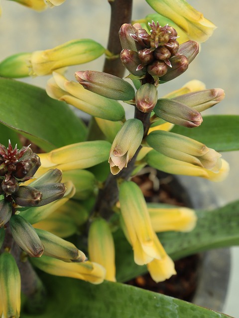 楽天市場】ラケナリア 